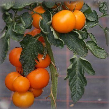 Tomāti BOLZANO F1 100 gab De Ruiter Seeds